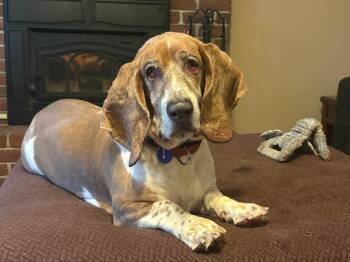 PICCOLO -  Basset Hound Dog for Adoption in Millerstown, Pennsylvania - PICCOLO | PetCurious