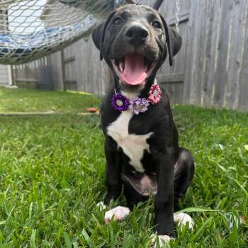 Rory -  Labrador Retriever and Australian Shepherd Dog for Adoption in Houston, Texas - Rory | PetCurious
