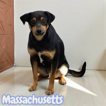 Terrier Dogs Available for Adoption - Massachusetts | PetCurious