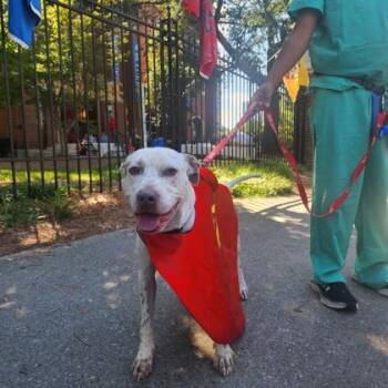 Mixed Breed Dogs Available for Adoption in Chamblee, Georgia - Brumby - IN FOSTER | PetCurious