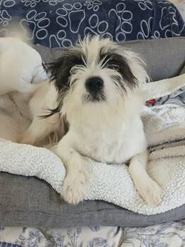 Goob -  Maltese and Shih Tzu Dog for Adoption in Fort Worth, Texas - Goob | PetCurious
