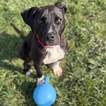 Chance -  Labrador Retriever Dog for Adoption in Fairfax Station, Virginia - Chance | PetCurious