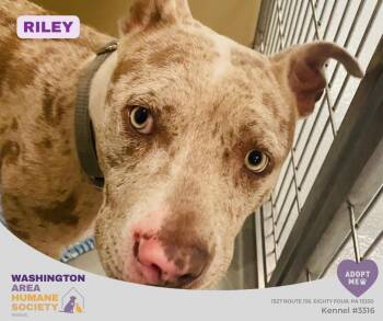 Riley -  Pit Bull Terrier Dog for Adoption in Eighty Four, Pennsylvania - Riley | PetCurious