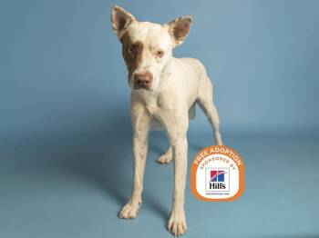 TYRION -  Pit Bull Terrier and Mixed Breed Dog for Adoption in Phoenix, Arizona - TYRION | PetCurious