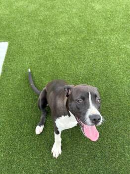 Luna Lou -  Mixed Breed Dog for Adoption in Clarksville, Tennessee - Luna Lou | PetCurious