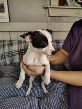 Sound Pups (HUSH) -  Terrier Dog for Adoption in Fort Worth, Texas - Sound Pups (HUSH) | PetCurious