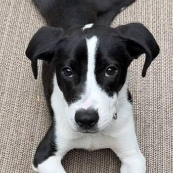 George -  English Coonhound and Pit Bull Terrier Dog for Adoption in Richmond, Virginia - George | PetCurious