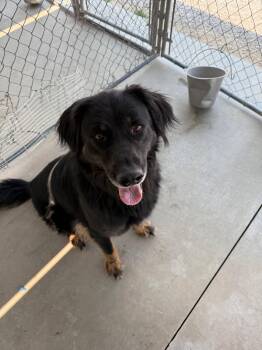 Rescue German Shepherd Dog Dogs for Adoption in Rawlins, Wyoming - Bud | PetCurious