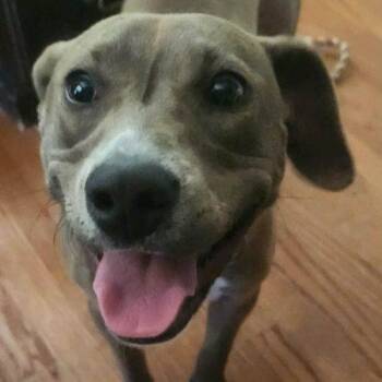 Toffee -  Labrador Retriever Dog for Adoption in Sanford, North Carolina - Toffee | PetCurious