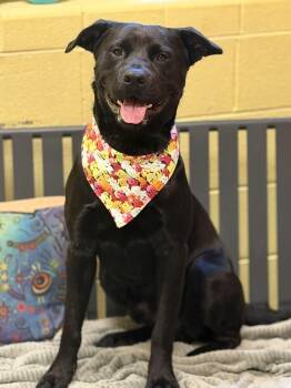Obsidian -  Black Labrador Retriever and Labrador Retriever Dog for Adoption in Amherst, Virginia - Obsidian | PetCurious