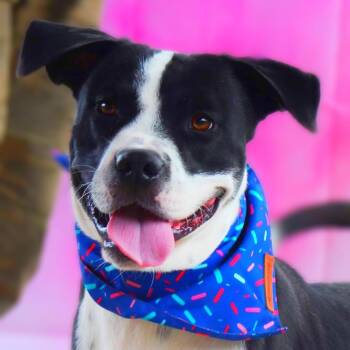 Pit Bull Terrier and Mixed Breed Dogs Available for Adoption in Austin, Texas - Springer JuM | PetCurious