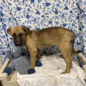 A612423 -  German Shepherd Dog and Mixed Breed Dog for Adoption in Modesto, California - A612423 | PetCurious