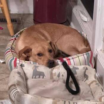 Pretrial -  Mixed Breed Dog for Adoption in Fredericksburg, Virginia - Pretrial | PetCurious