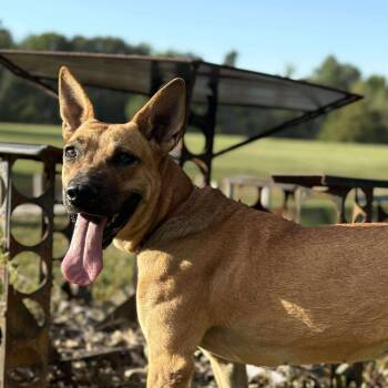 Peach -  Mixed Breed Dog Available for Adoption in Northwood, New Hampshire - Peach | PetCurious