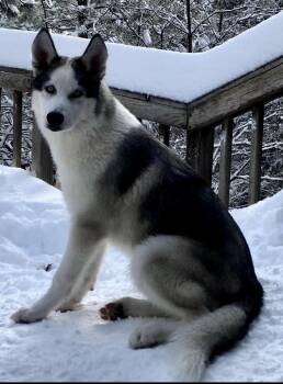Hazel -  Siberian Husky Dog for Adoption in Menifee, California - Hazel | PetCurious