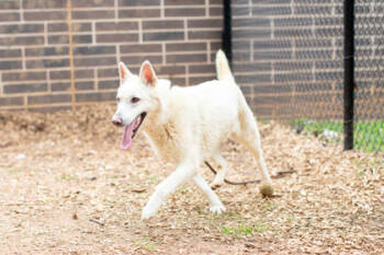 Rescue Mixed Breed Dogs for Adoption in Atlanta, Georgia - My`lena (Purple) | PetCurious