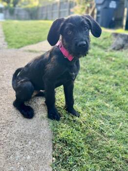 Margot -  Labradoodle Dog for Adoption in Tulsa, Oklahoma - Margot | PetCurious