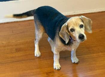 Beagle Dogs Available for Adoption in Dunnellon, Florida - Miriam | PetCurious