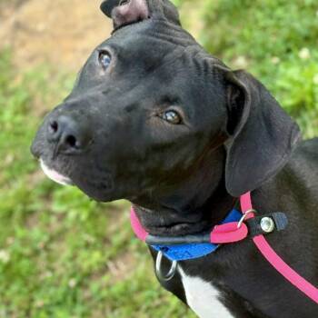MeeMee -  Mixed Breed Dog for Adoption in Asheville, North Carolina - MeeMee | PetCurious