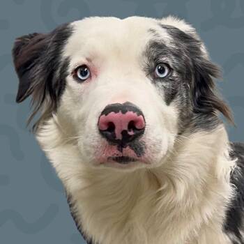 Australian Shepherd Dogs Available for Adoption in Reno, Nevada - Marble | PetCurious