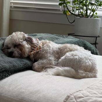 Eddie Ray -  Miniature Poodle Dog for Adoption in Houston, Texas - Eddie Ray | PetCurious