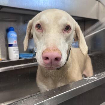 Daisy -  Doberman Pinscher Dog for Adoption in Mount Vernon, Indiana - Daisy | PetCurious