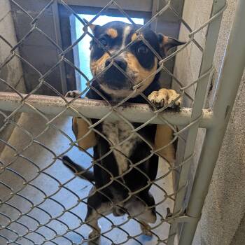 Staffordshire Bull Terrier Dogs Available for Adoption in Hermiston, Oregon - Ranger | PetCurious