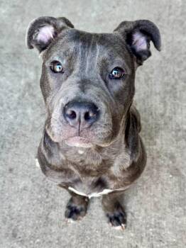 Pit Bull Terrier Dogs Available for Adoption in Chicago, Illinois - Alexis | PetCurious