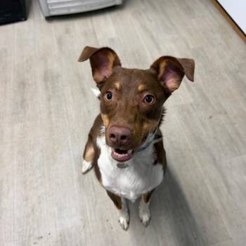 Ace -  Australian Shepherd Dog for Adoption in Princeton, Kentucky - Ace | PetCurious