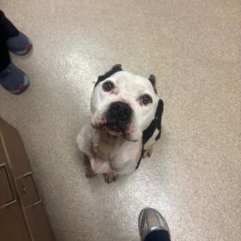 Angel -  Pit Bull Terrier Dog for Adoption in Bristol, Indiana - Angel | PetCurious