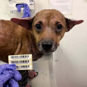 Buick LeSabre -  Mixed Breed Dog for Adoption in Charleston, West Virginia - Buick LeSabre | PetCurious