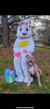 American Staffordshire Terrier Dogs Available for Adoption in Greensburg, Pennsylvania - Small Fry | PetCurious