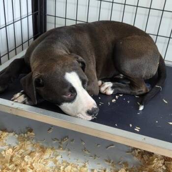 Ollie -  Mixed Breed Dog for Adoption in Jacksonville, Florida - Ollie | PetCurious