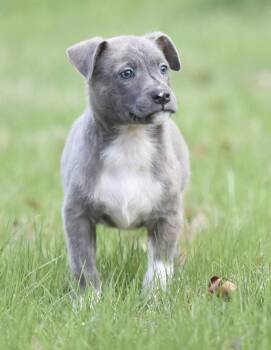 Chihuahua and Terrier Dogs Available for Adoption in Mechanicsburg, Pennsylvania - Blue | PetCurious