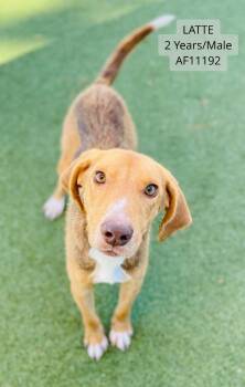 Rescue Treeing Walker Coonhound Dogs for Adoption - Latte | PetCurious