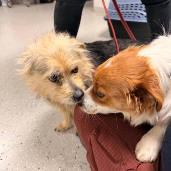 Norwich Terrier and Mixed Breed Dogs Available for Adoption - Doris | PetCurious