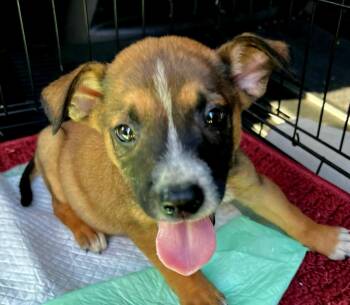 Brian -  Hound Dog for Adoption in West Palm Beach, Florida - Brian | PetCurious