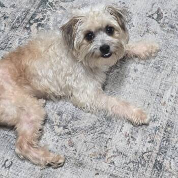 Holsinger WV14564-T LOCAL Adoption Event in Woodinville 8/23 -  Shih Tzu and Poodle Dog for Adoption in Missouri City, Texas - Holsinger WV14564-T LOCAL Adoption Event In Woodinville 8/23 | PetCurious