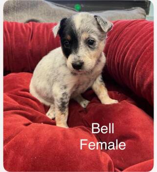 Bell cs -  Australian Cattle Dog Blue Heeler Dog for Adoption in Columbia, Maryland - Bell Cs | PetCurious