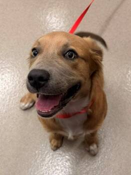 HAZEL -  Australian Shepherd and Labrador Retriever Dog Available for Adoption in Baytown, Texas - HAZEL | PetCurious