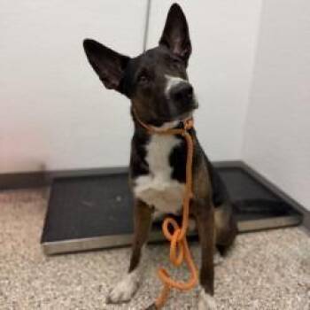 Dog 08/04/2026 -  Shepherd and Mixed Breed Dog for Adoption in Bullhead City, Arizona - Dog 08/04/2026 | PetCurious