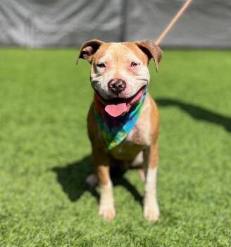 Mixed Breed Dogs Available for Adoption in Ellijay, Georgia - Rubble | PetCurious