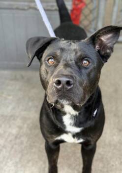 Alamo -  Labrador Retriever Dog Available for Adoption in Chicago, Illinois - Alamo | PetCurious