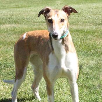 Spinner -  Greyhound and Coonhound Dog for Adoption in Goshen, Indiana - Spinner | PetCurious