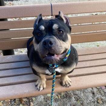 Leo -  American Bully Dog for Adoption in Philadelphia, Pennsylvania - Leo | PetCurious