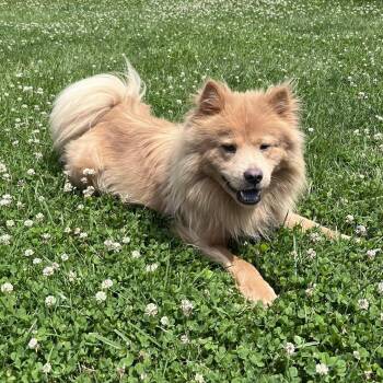 Momo -  Chow Chow Dog for Adoption in West Jefferson, Ohio - Momo | PetCurious