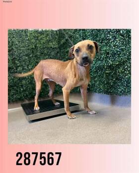 BROOK -  American Bulldog and Mixed Breed Dog Available for Adoption in Macon, Georgia - BROOK | PetCurious