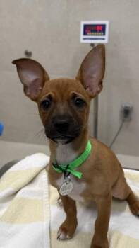 Terrier and Mixed Breed Dogs Available for Adoption in Honolulu, Hawaii - Bubbles | PetCurious