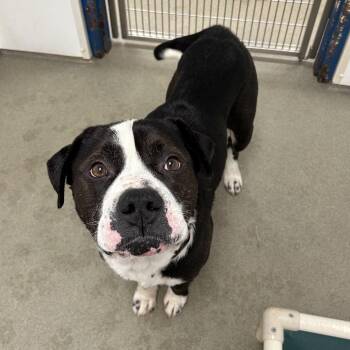 Hudson -  Mixed Breed Dog for Adoption in Rocky Mount, Virginia - Hudson | PetCurious