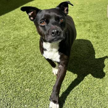 BOSCO 9418 -  Mixed Breed Dog for Adoption in Loxahatchee Groves, Florida - BOSCO 9418 | PetCurious